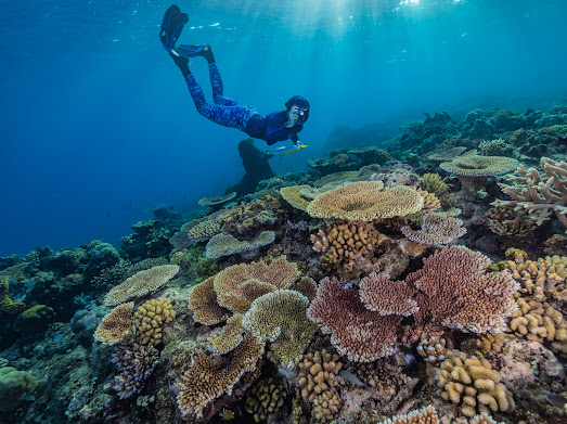 Teknologi Deep Learning Dell Technologies Lindungi Konservasi Great Barrier Reef